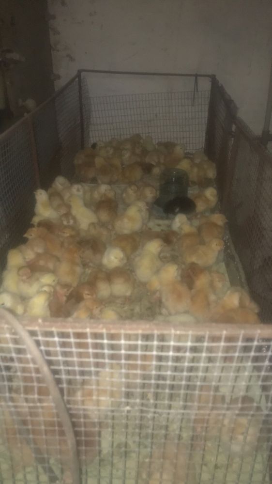 Цыплята  кури яйцо инкубационное
