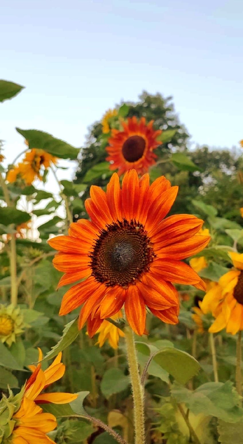 Słonecznik ozdobny mieszanka kolorów