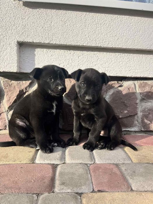 Віддам в дрбрі ручки