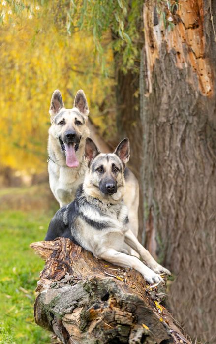 Щенки ВЕО - Цуценята СЄВ (ВЕО)  вже доступні! документи КСУ