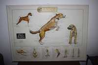 Vintage Poster/ Quadro 2D-CANINE Skeletal Anatomy-Purina-Anatomia Cães