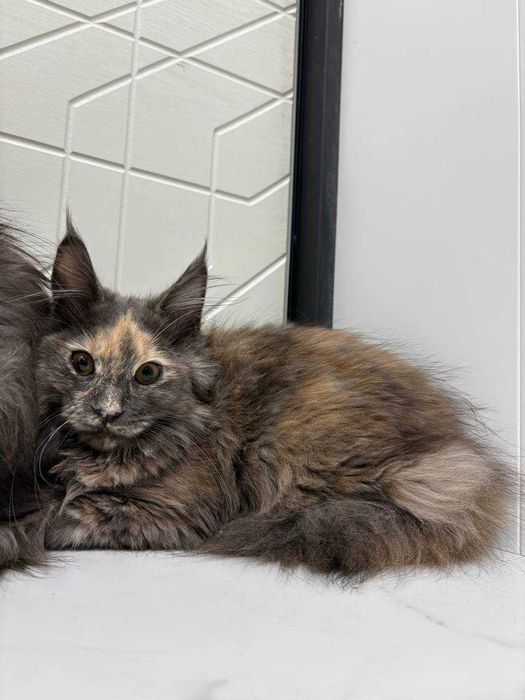 Кішечка мейн-кун зі всіма документами WCF та щепленнями Доставка