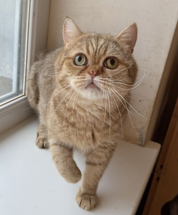 Британский кот Бублик в добрые руки