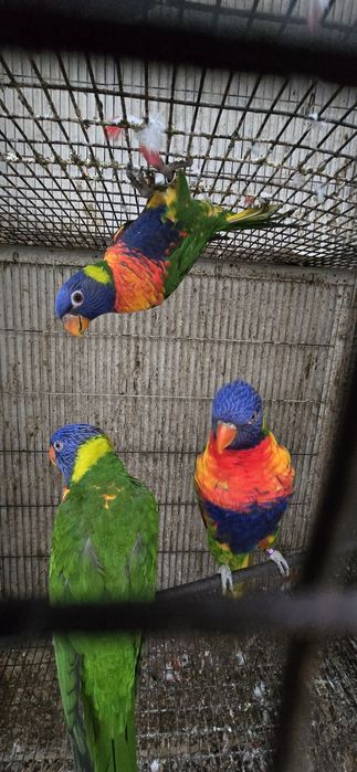 Fêmea Loris Molucanos