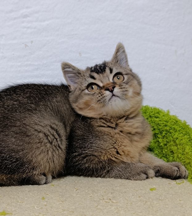 Menino scottish straight 3 meses