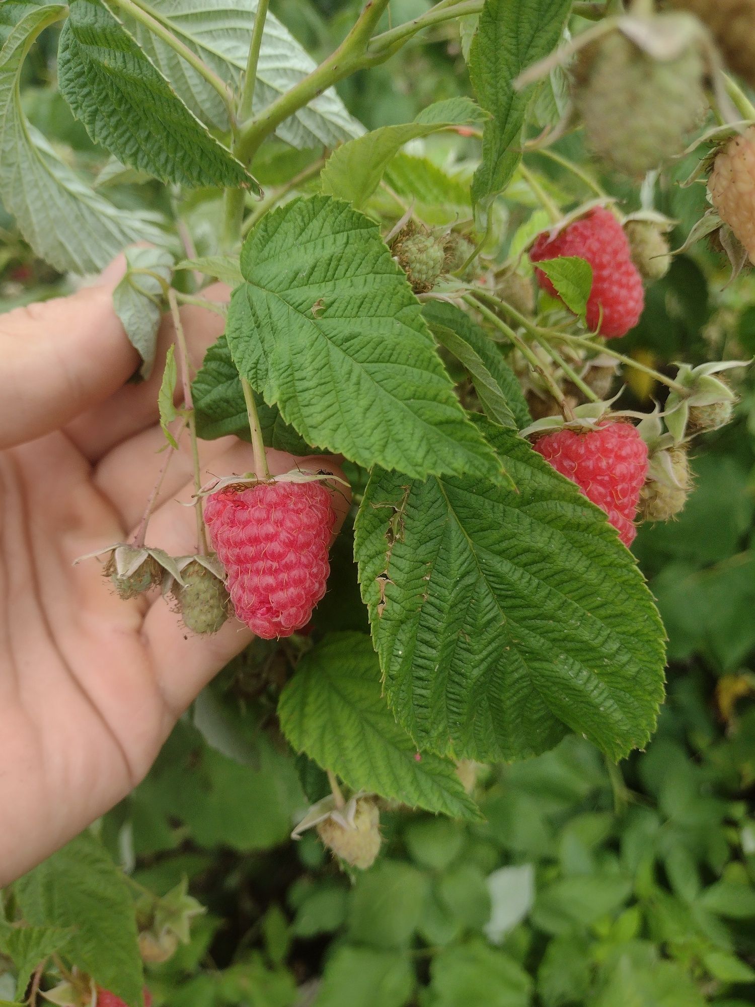 Продам саджанці .