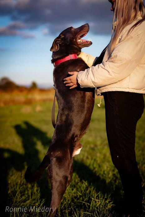 Ronnie - piękny, duży, przyjazny pies ADOPCJA