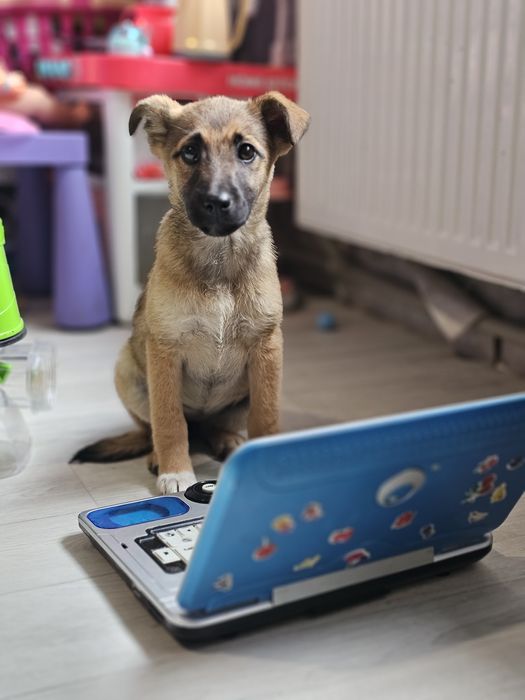 Залишилась одна дівчинка