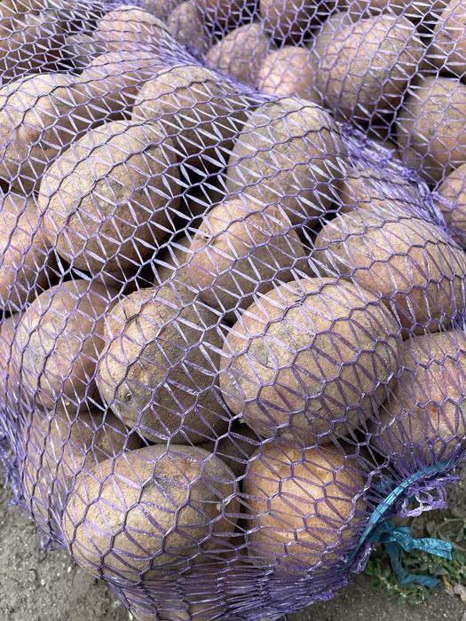 Продам картоплю «Белла Росса - Торнадо - Мелоді»
