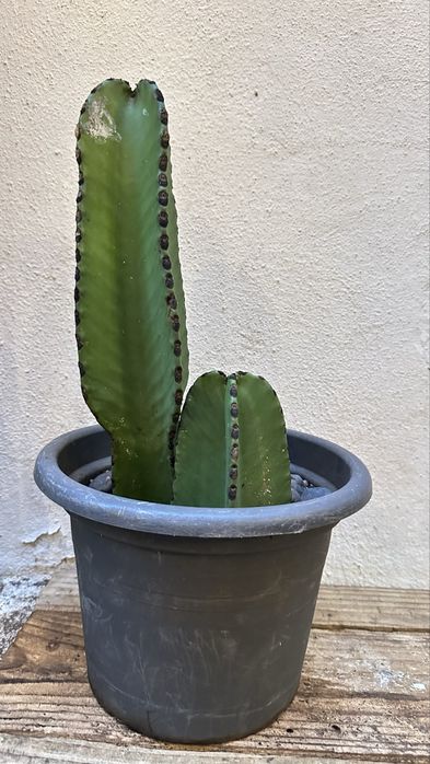 Cacto Euphorbia candelabrum- vários tamanhos