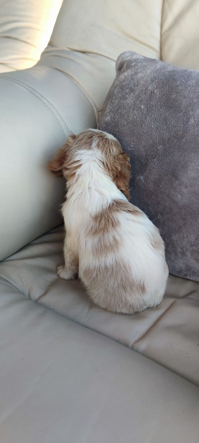 King Charles Cavalier bicolor (macho)