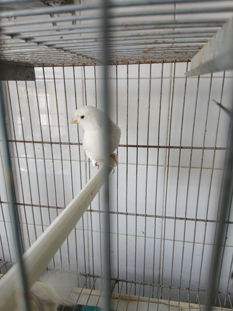 Canario branco  2024