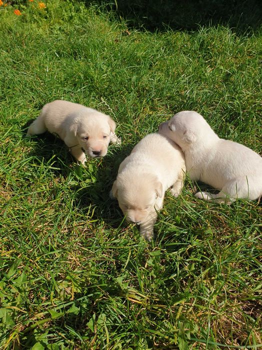 Цуценята тільки в добрі ручки метиса лабрадора