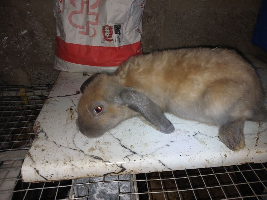 Кролики кролі кроленята