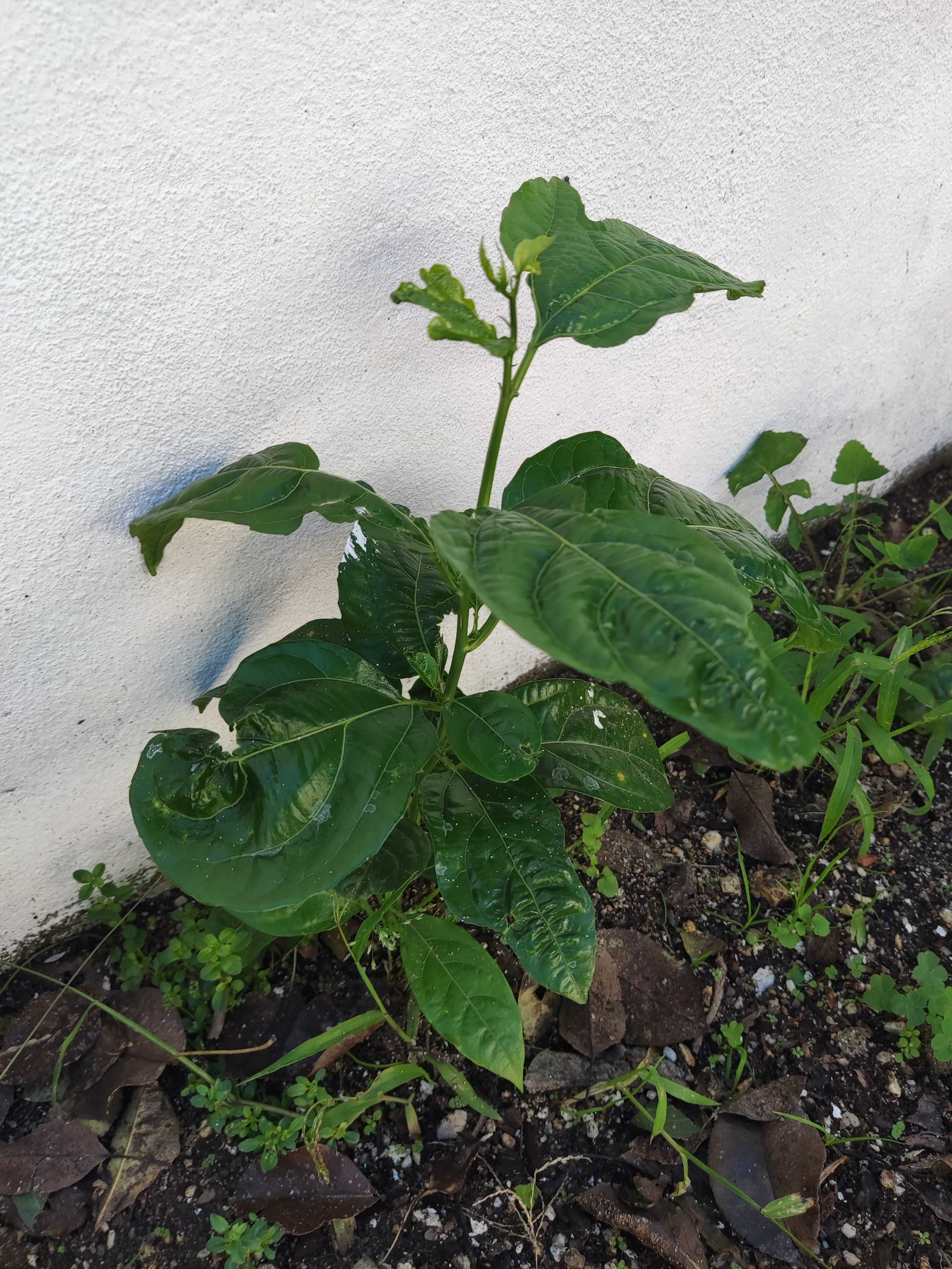 Planta maracujá ou Semente