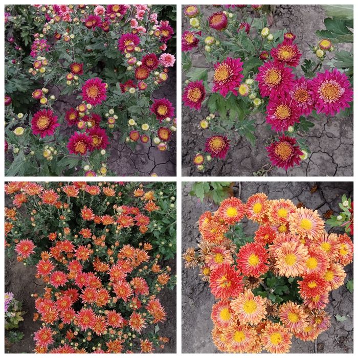 Хризантема мультифлора корейка Харків