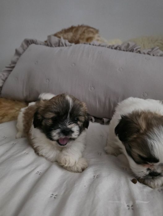 Suczka  szukaja domu shih TZU