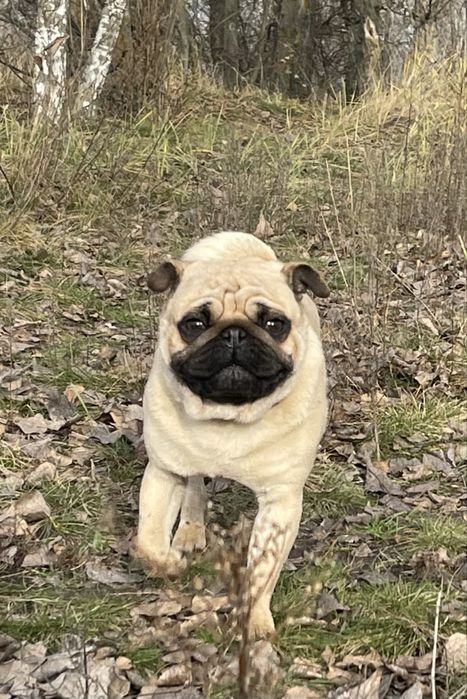 Мопс цуценята супер якість, п-к Голден Пак