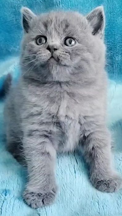 British Shorthair blue Fêmea