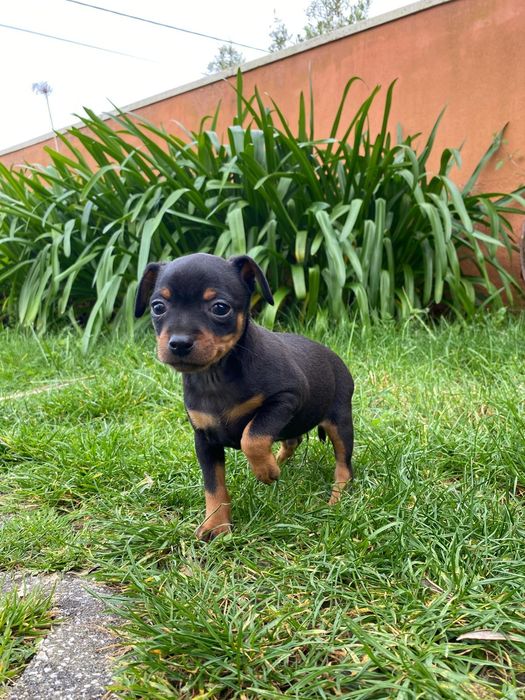 Pincher Fêmea puro pronto para entrega