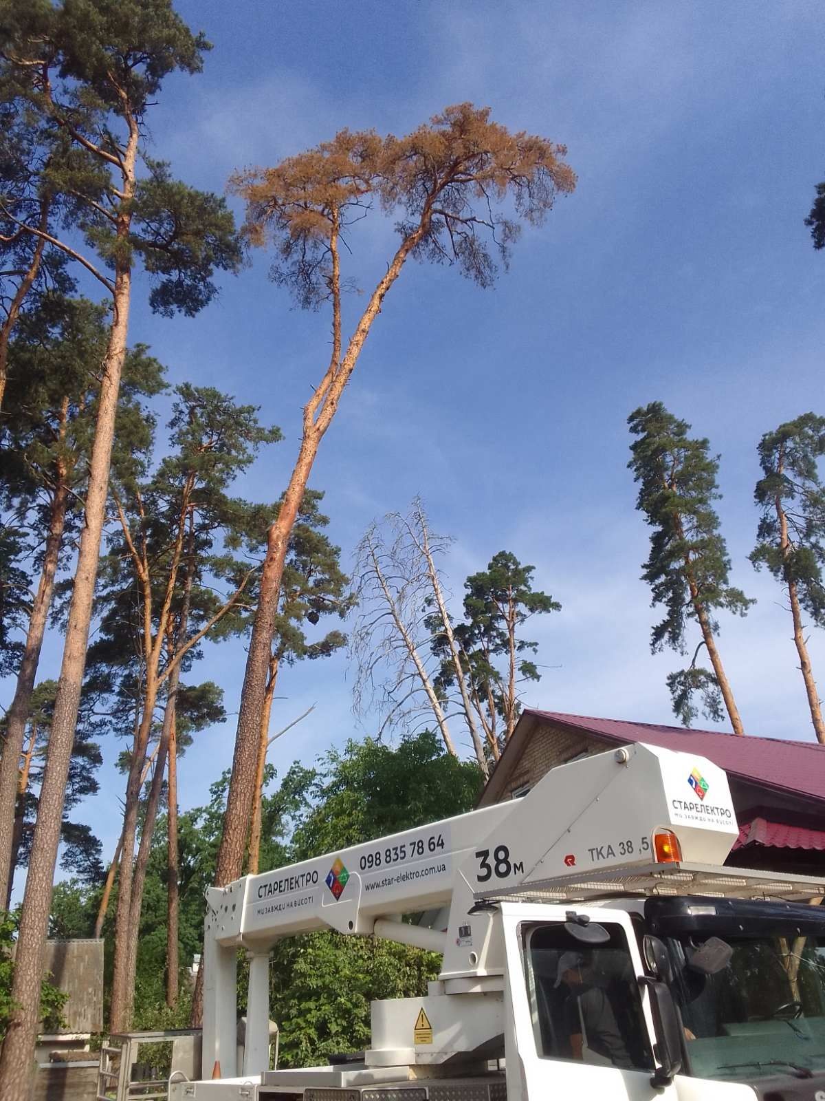 Видалення аварійних дерев Благоустрій Демонтаж . Є послуги ЩЕПОРІЗА