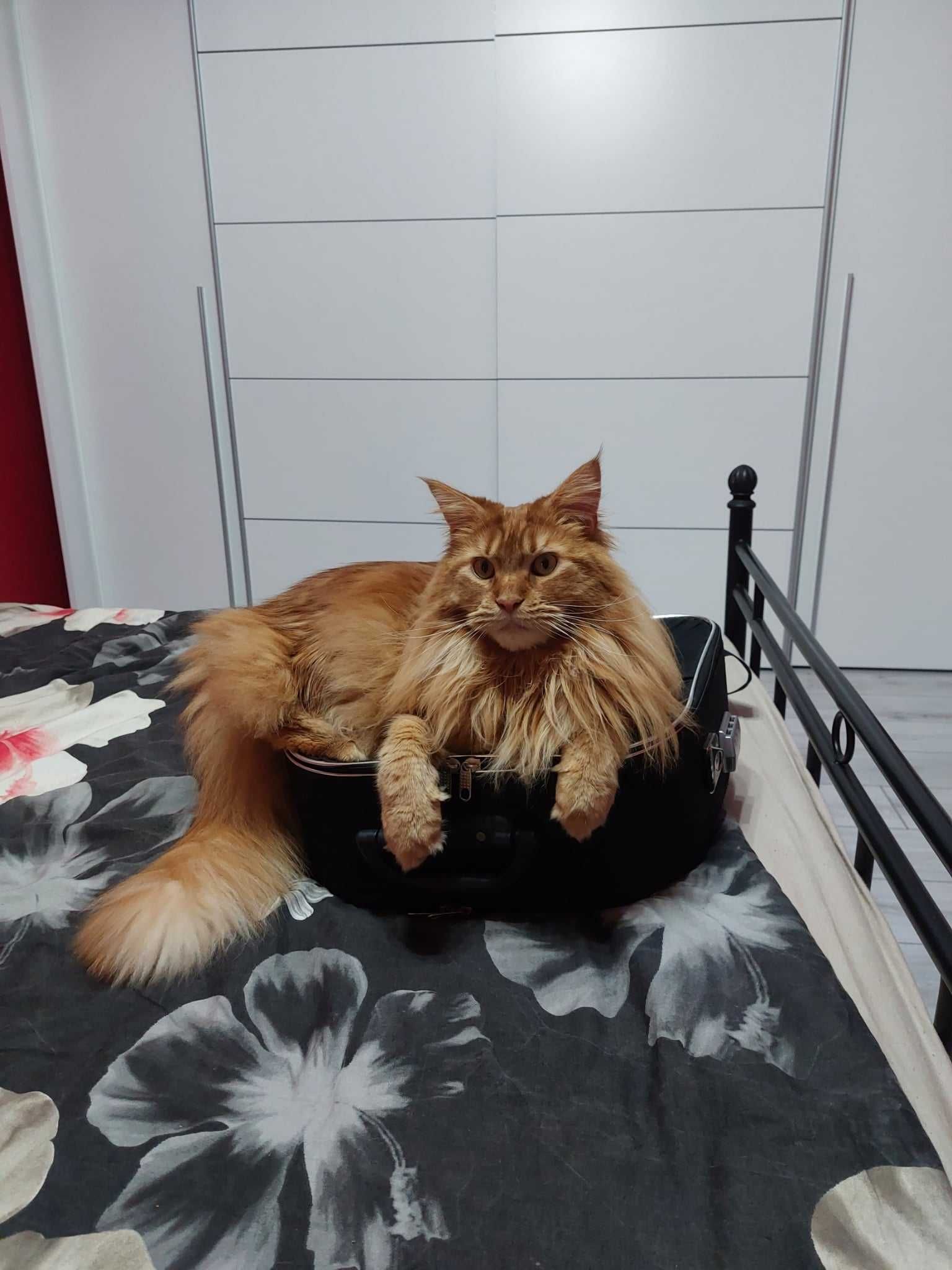 Kot Maine Coon Rudy uroczy kotek szuka nowego domu, skończone 4 latka