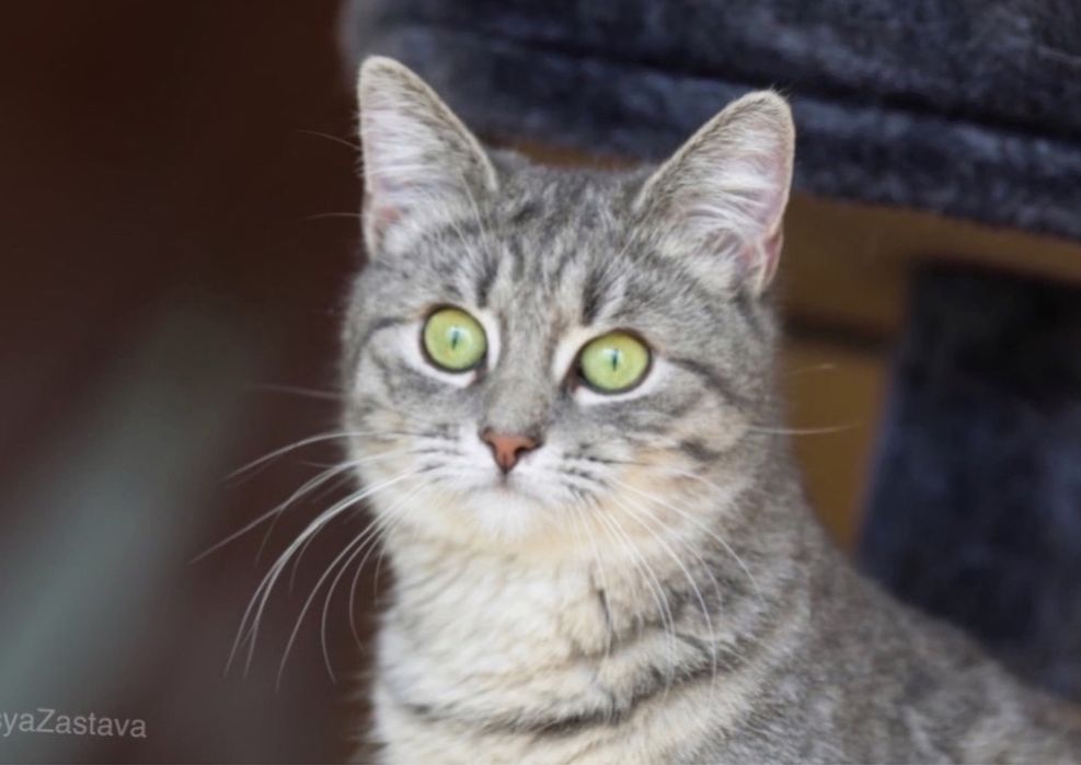 Пилагея, кошка серая, 2 года, девочка