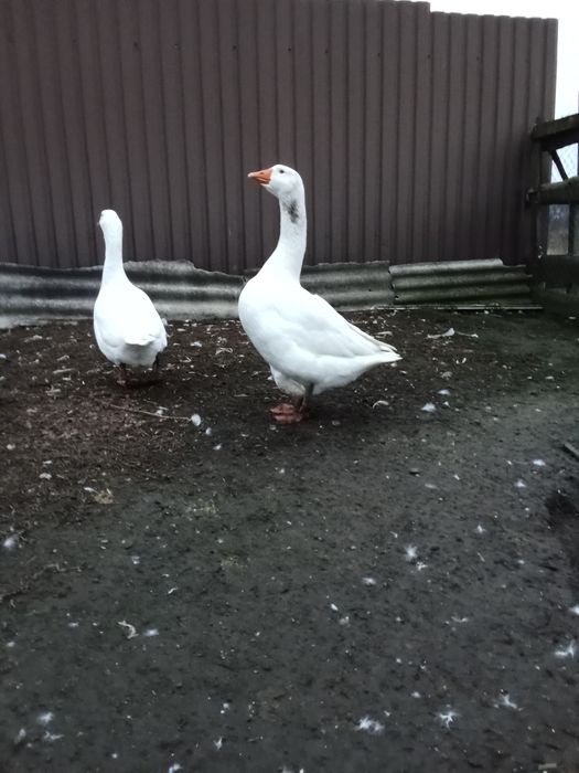 Пара гусей мамут