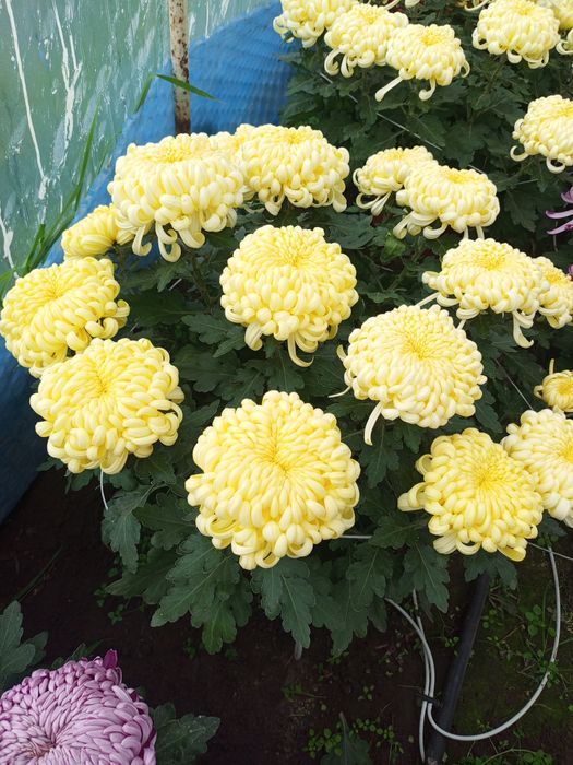 Chryzantemy wielkokwiatowe