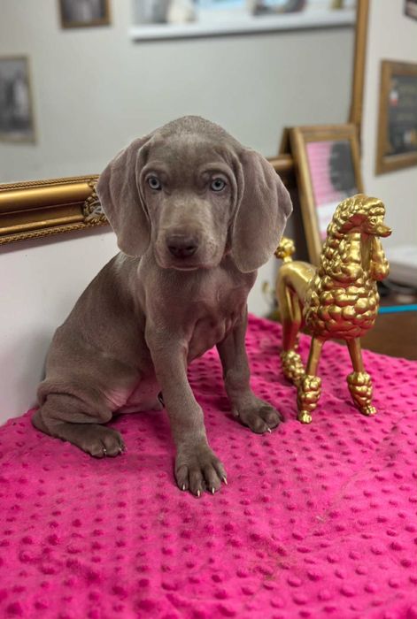 Wyżeł weimarski szczenie