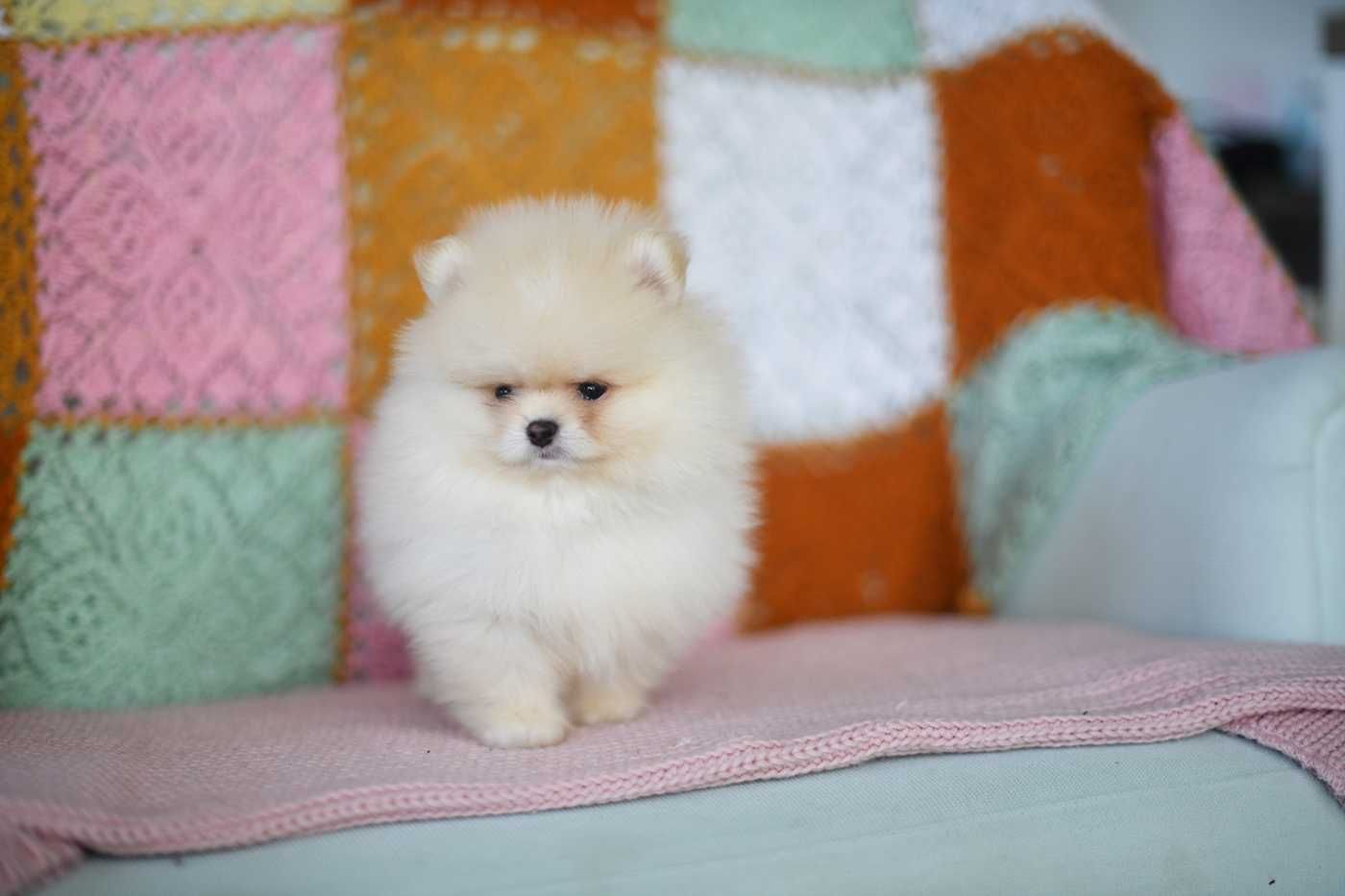 Pomeranian-piekny maluszek cream,zloto