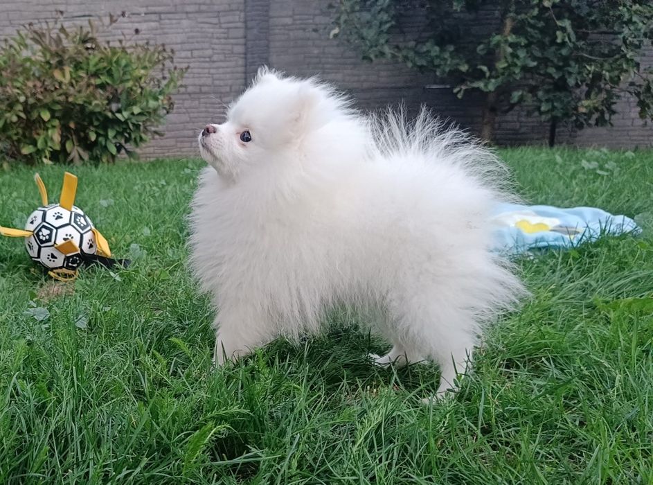 Piesek Pomeranian szpic miniaturowy chłopak XXS