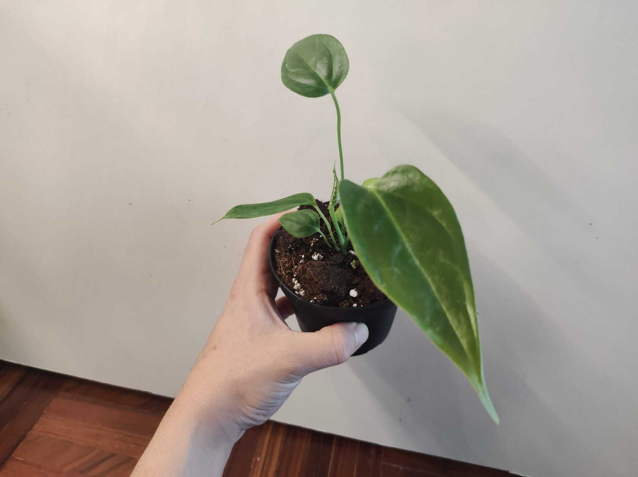 Anthurium Veitchii " Narrow form"