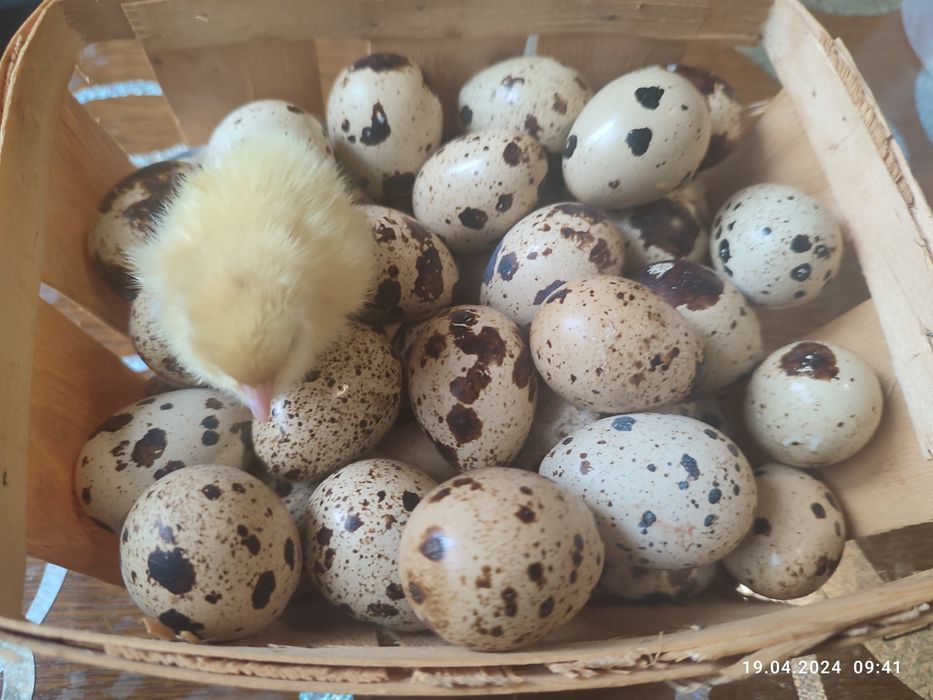 Інкубаційні яйця перепелів