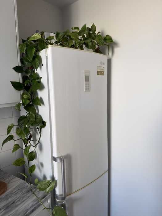 Vendo plantas - vários tamanhos