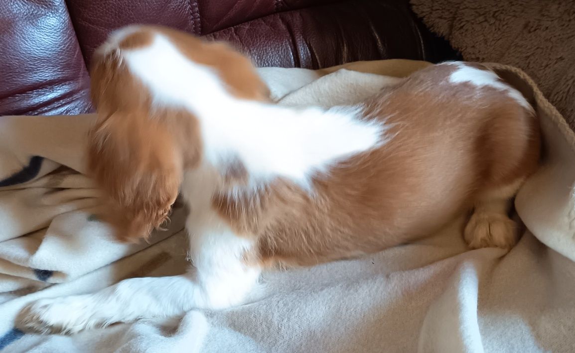 Cavalier King Charles