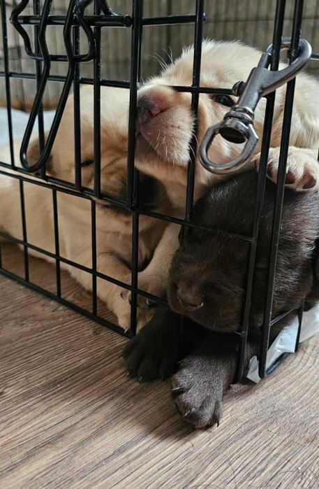 Продам породистых  щенков Лабрадора 3 месяца готовы к переезду