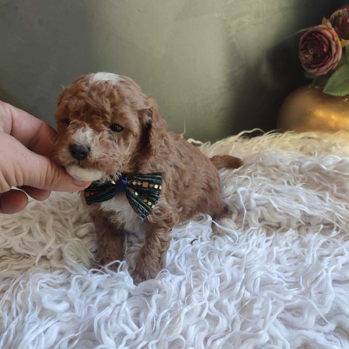 Bichpoo/Pochoon / Maltipoo - dostępny  piesek /samiec.