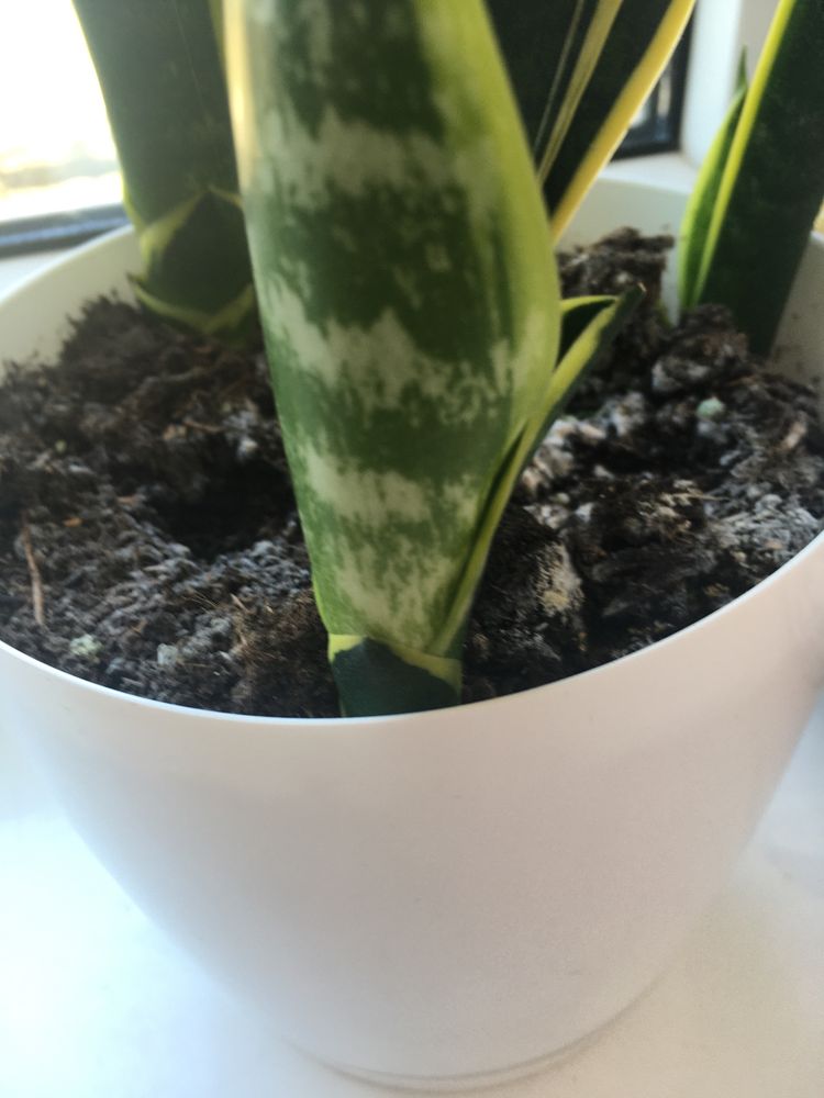 Sanseveria gwinejska