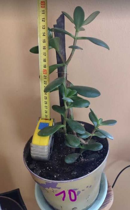 Reo meksykańskie, hoya, wilkomlecz, sansevieria, aloes, skrzydłokwiat