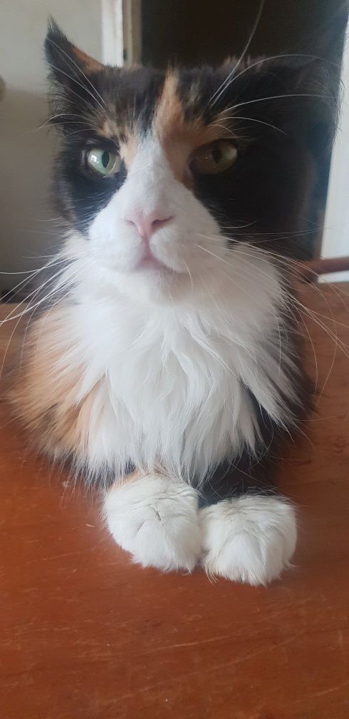 Kotka Maine Coon