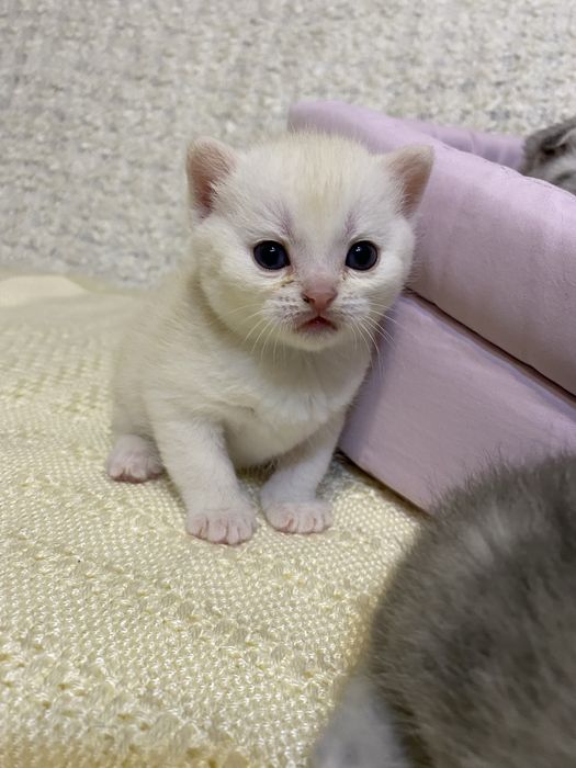 Шотланські котики