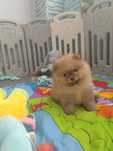 Pomeranian Szpic Miniaturowy FCI