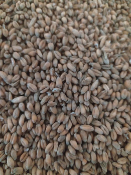 Pszenica ozima na paszę