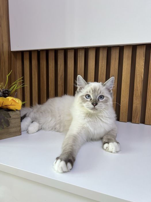 Kocurek Ragdoll , rodowod FPL.