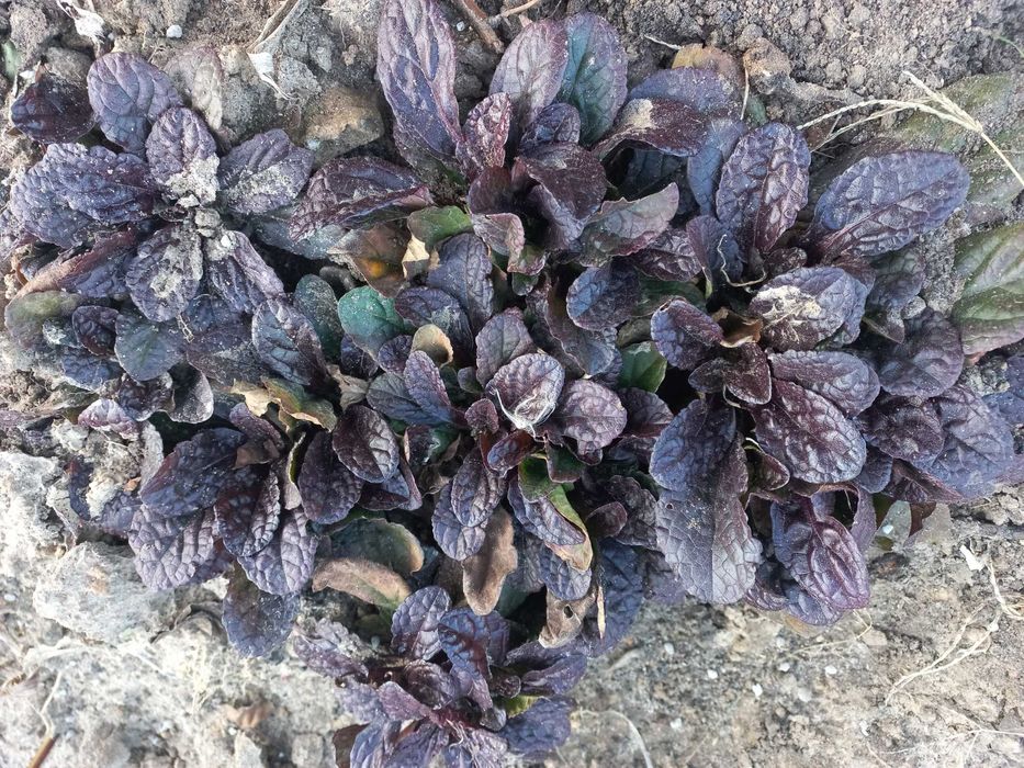Живучка зелено-коричнева, фіолетова та варієгатна
