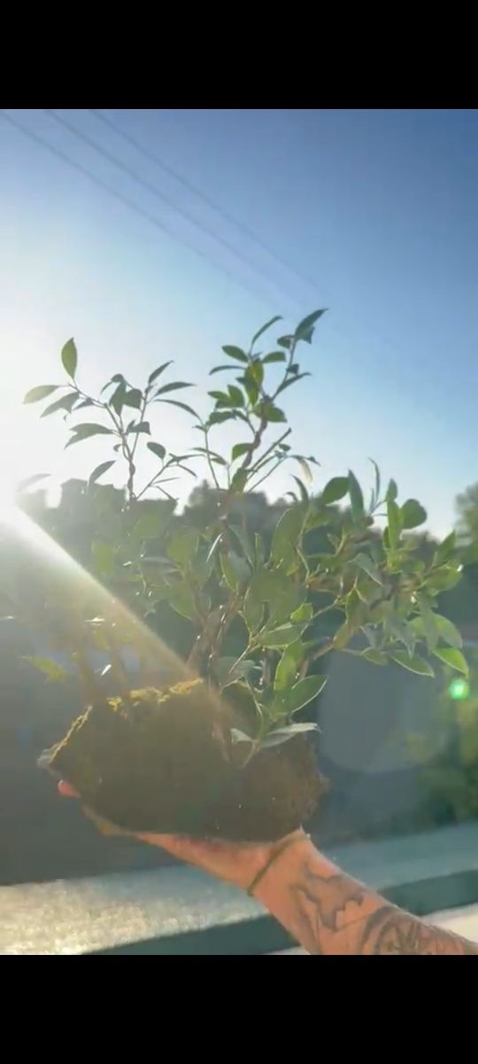 Florestas Bonsai
