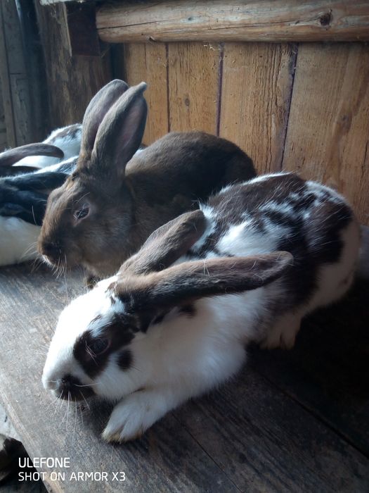 Кролики продаю кроликів