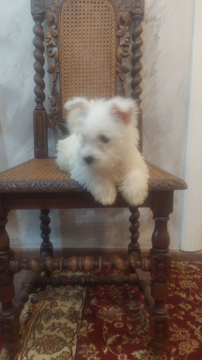 West Highland White Terrier  suczka  gotowa do odbioru