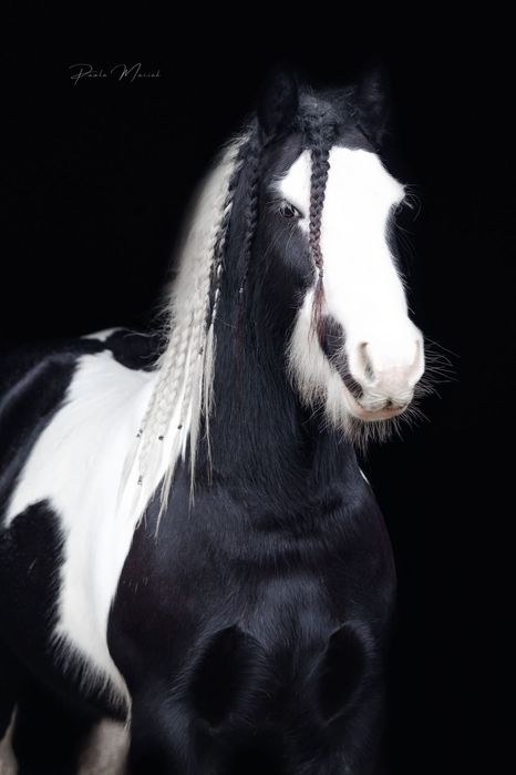 Ładna 9-letnia  klacz tinker Gypsy Cob